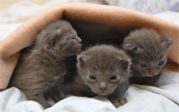 chatons chartreux disponibles
